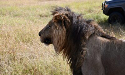 Lorkulup, the iconic Maasai Mara lion known for his hunting prowess, dies after a fatal injury, sparking global tributes and reflection.