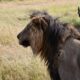 Lorkulup, the iconic Maasai Mara lion known for his hunting prowess, dies after a fatal injury, sparking global tributes and reflection.