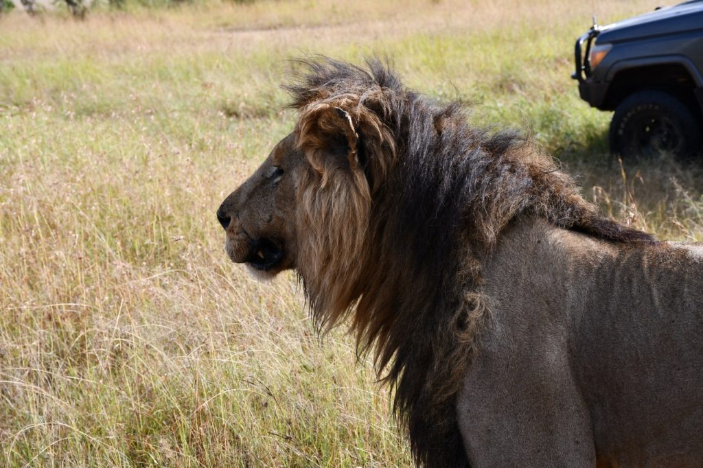 Lorkulup, the iconic Maasai Mara lion known for his hunting prowess, dies after a fatal injury, sparking global tributes and reflection.