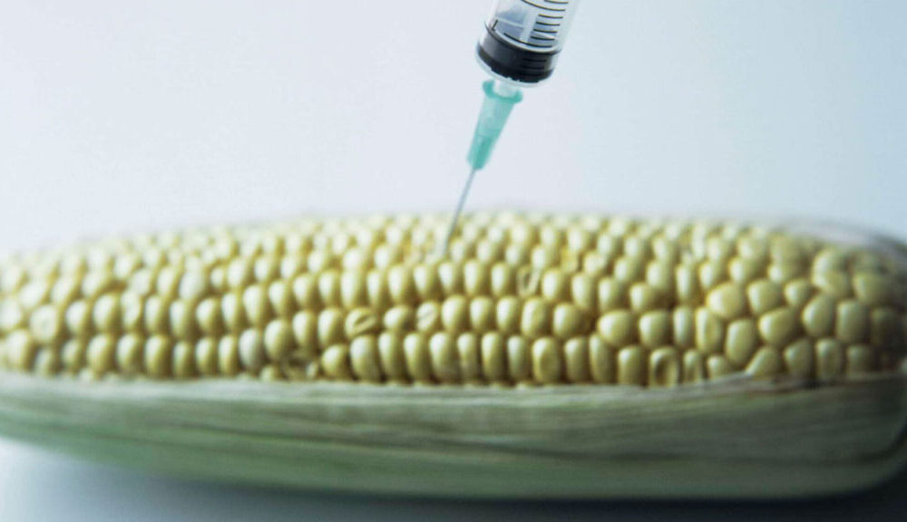 ⚖️ Kenya Court of Appeal Halts GMO Cultivation, Upholds 2012 Ban Nairobi, March 7, 2025 — In a landmark decision, the Kenyan Court of Appeal has issued an order blocking the government's bid to allow genetically modified organisms (GMOs) into the country for importation and cultivation. The ruling effectively upholds the 2012 ban imposed by then-President Mwai Kibaki, pending clear evidence on the public health safety of GM foods. This ruling comes amid growing concerns from environmentalists, farmers, and food rights advocates over the long-term implications of GM crop adoption in Kenya. 🌿 Civil Society Welcomes the Decision A coalition of civil society organisations—including Greenpeace Africa, the Kenya Peasants League, and the Biodiversity and Biosafety Association of Kenya—held a joint press briefing in Nairobi to celebrate the ruling. “This court ruling is a triumph for Kenyan farmers and consumers alike,” said Elizabeth Atieno, Food Sovereignty Campaign Lead at Greenpeace Africa. “The temporary halt on GMO imports provides us with a critical opportunity to reassess our agricultural policies and promote solutions that truly serve our farmers and protect our biodiversity.” 🌾 Agroecology as a Sustainable Path Forward These organisations are calling on the government to adopt agroecology—a farming model that emphasizes: Biodiversity conservation Soil health restoration Resilience to climate change Seed sovereignty and farmer rights → Explore: What Is Agroecology and Why Does It Matter for Kenya? Agroecology supports smallholder farmers through sustainable practices that align with local ecosystems, unlike GMO farming, which often depends on external inputs and patented seeds. 📜 The Legal and Policy Context Kenya had initially moved to lift the GMO ban in 2022, following a Cabinet decision under President William Ruto’s administration. That decision sparked widespread debate and led to legal challenges by environmental and food safety groups. → Read: Kenya’s GMO Debate — Lifting the Ban or Risking Public Health? With this new court order, the ban remains in effect until the government provides conclusive scientific proof that genetically modified foods are safe for human health and the environment. 🧬 Broader Implications for Food Policy The GMO ruling adds new urgency to Kenya’s ongoing review of its National Biosafety Framework. It also strengthens calls for a transition to regenerative agriculture as outlined in Kenya’s commitments under Vision 2030 and the Bottom-Up Economic Transformation Agenda (BETA). → BETA Explained: How Kenya’s Economic Plan Supports Smallholder Farmers