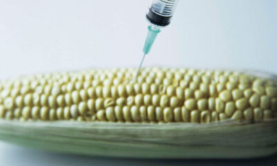 ⚖️ Kenya Court of Appeal Halts GMO Cultivation, Upholds 2012 Ban Nairobi, March 7, 2025 — In a landmark decision, the Kenyan Court of Appeal has issued an order blocking the government's bid to allow genetically modified organisms (GMOs) into the country for importation and cultivation. The ruling effectively upholds the 2012 ban imposed by then-President Mwai Kibaki, pending clear evidence on the public health safety of GM foods. This ruling comes amid growing concerns from environmentalists, farmers, and food rights advocates over the long-term implications of GM crop adoption in Kenya. 🌿 Civil Society Welcomes the Decision A coalition of civil society organisations—including Greenpeace Africa, the Kenya Peasants League, and the Biodiversity and Biosafety Association of Kenya—held a joint press briefing in Nairobi to celebrate the ruling. “This court ruling is a triumph for Kenyan farmers and consumers alike,” said Elizabeth Atieno, Food Sovereignty Campaign Lead at Greenpeace Africa. “The temporary halt on GMO imports provides us with a critical opportunity to reassess our agricultural policies and promote solutions that truly serve our farmers and protect our biodiversity.” 🌾 Agroecology as a Sustainable Path Forward These organisations are calling on the government to adopt agroecology—a farming model that emphasizes: Biodiversity conservation Soil health restoration Resilience to climate change Seed sovereignty and farmer rights → Explore: What Is Agroecology and Why Does It Matter for Kenya? Agroecology supports smallholder farmers through sustainable practices that align with local ecosystems, unlike GMO farming, which often depends on external inputs and patented seeds. 📜 The Legal and Policy Context Kenya had initially moved to lift the GMO ban in 2022, following a Cabinet decision under President William Ruto’s administration. That decision sparked widespread debate and led to legal challenges by environmental and food safety groups. → Read: Kenya’s GMO Debate — Lifting the Ban or Risking Public Health? With this new court order, the ban remains in effect until the government provides conclusive scientific proof that genetically modified foods are safe for human health and the environment. 🧬 Broader Implications for Food Policy The GMO ruling adds new urgency to Kenya’s ongoing review of its National Biosafety Framework. It also strengthens calls for a transition to regenerative agriculture as outlined in Kenya’s commitments under Vision 2030 and the Bottom-Up Economic Transformation Agenda (BETA). → BETA Explained: How Kenya’s Economic Plan Supports Smallholder Farmers