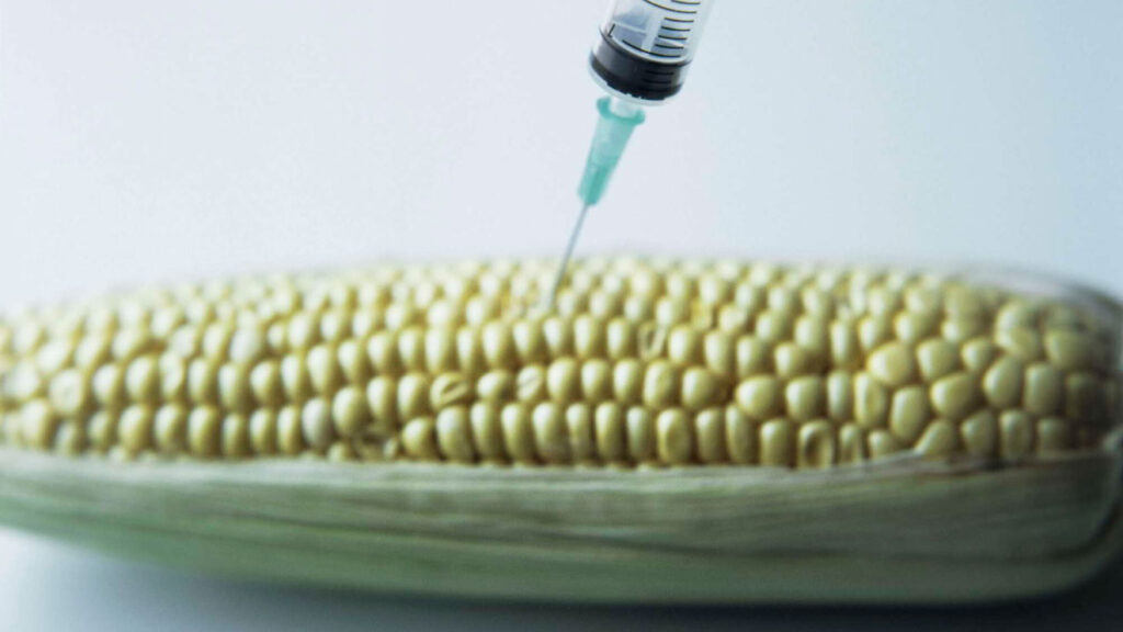 ⚖️ Kenya Court of Appeal Halts GMO Cultivation, Upholds 2012 Ban Nairobi, March 7, 2025 — In a landmark decision, the Kenyan Court of Appeal has issued an order blocking the government's bid to allow genetically modified organisms (GMOs) into the country for importation and cultivation. The ruling effectively upholds the 2012 ban imposed by then-President Mwai Kibaki, pending clear evidence on the public health safety of GM foods. This ruling comes amid growing concerns from environmentalists, farmers, and food rights advocates over the long-term implications of GM crop adoption in Kenya. 🌿 Civil Society Welcomes the Decision A coalition of civil society organisations—including Greenpeace Africa, the Kenya Peasants League, and the Biodiversity and Biosafety Association of Kenya—held a joint press briefing in Nairobi to celebrate the ruling. “This court ruling is a triumph for Kenyan farmers and consumers alike,” said Elizabeth Atieno, Food Sovereignty Campaign Lead at Greenpeace Africa. “The temporary halt on GMO imports provides us with a critical opportunity to reassess our agricultural policies and promote solutions that truly serve our farmers and protect our biodiversity.” 🌾 Agroecology as a Sustainable Path Forward These organisations are calling on the government to adopt agroecology—a farming model that emphasizes: Biodiversity conservation Soil health restoration Resilience to climate change Seed sovereignty and farmer rights → Explore: What Is Agroecology and Why Does It Matter for Kenya? Agroecology supports smallholder farmers through sustainable practices that align with local ecosystems, unlike GMO farming, which often depends on external inputs and patented seeds. 📜 The Legal and Policy Context Kenya had initially moved to lift the GMO ban in 2022, following a Cabinet decision under President William Ruto’s administration. That decision sparked widespread debate and led to legal challenges by environmental and food safety groups. → Read: Kenya’s GMO Debate — Lifting the Ban or Risking Public Health? With this new court order, the ban remains in effect until the government provides conclusive scientific proof that genetically modified foods are safe for human health and the environment. 🧬 Broader Implications for Food Policy The GMO ruling adds new urgency to Kenya’s ongoing review of its National Biosafety Framework. It also strengthens calls for a transition to regenerative agriculture as outlined in Kenya’s commitments under Vision 2030 and the Bottom-Up Economic Transformation Agenda (BETA). → BETA Explained: How Kenya’s Economic Plan Supports Smallholder Farmers