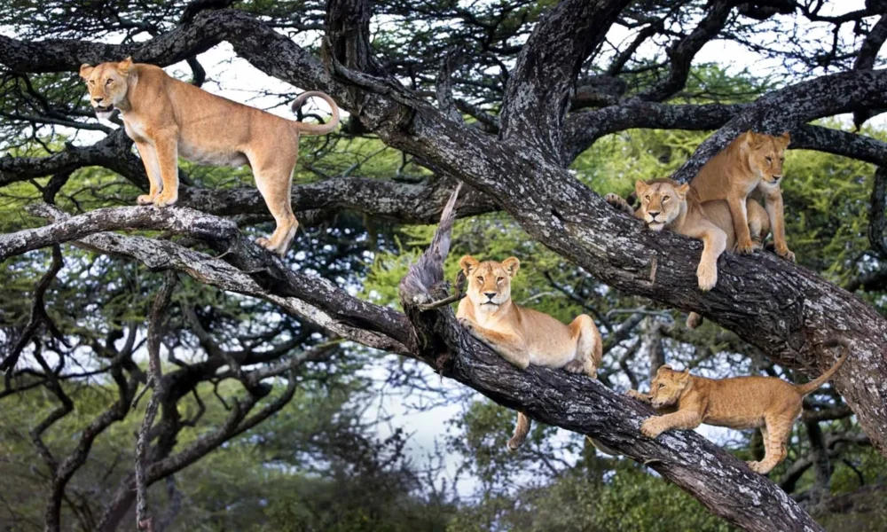 Survey finds Uganda's lion numbers plummeting in major parks, while hyenas thrive. Collaboration key to saving Africa’s big carnivores.