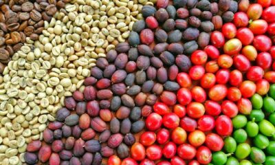 The US market accounted for 7% of Ethiopia’s coffee exports last year, with growth expected. The new tariff could derail momentum for premium coffee brands.