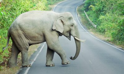 SME Lending Strategy Divide Equity Bank Kenya leads in SME loan volumes, disbursing billions through digital channels. Co-operative Bank of Kenya, however, prioritizes asset quality and repayment discipline over scale.